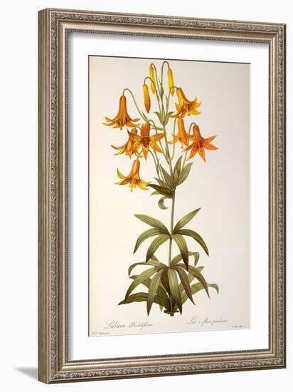 Lilium Penduliflorum, from Les Liliacees, 1811-Pierre-Joseph Redouté-Framed Giclee Print