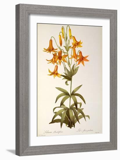 Lilium Penduliflorum, from Les Liliacees, 1811-Pierre-Joseph Redouté-Framed Giclee Print