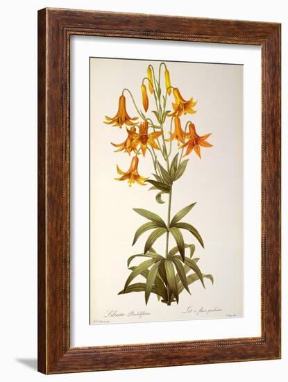 Lilium Penduliflorum, from Les Liliacees, 1811-Pierre-Joseph Redouté-Framed Giclee Print