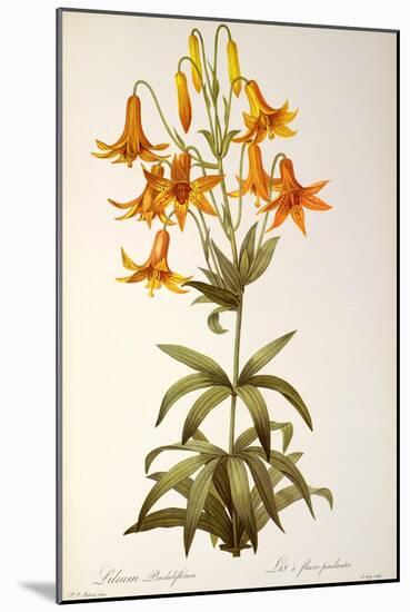 Lilium Penduliflorum, from Les Liliacees, 1811-Pierre-Joseph Redouté-Mounted Giclee Print