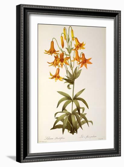 Lilium Penduliflorum, from Les Liliacees, 1811-Pierre-Joseph Redouté-Framed Giclee Print