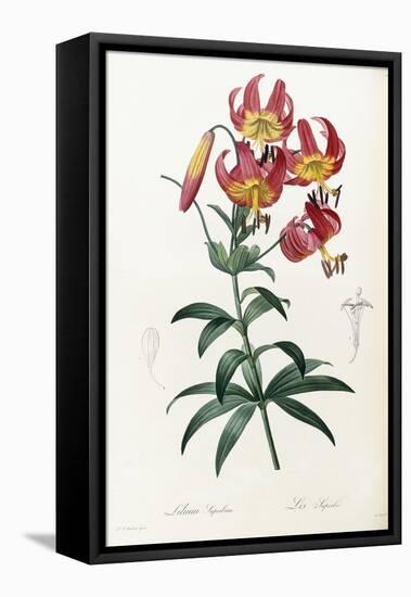 Lilium Superbum, 1805-1816-Pierre-Joseph Redouté-Framed Premier Image Canvas