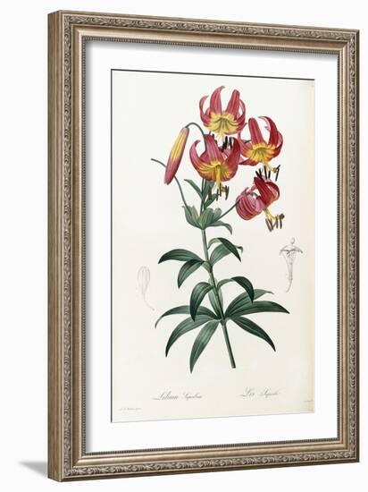 Lilium Superbum, 1805-1816-Pierre-Joseph Redouté-Framed Giclee Print