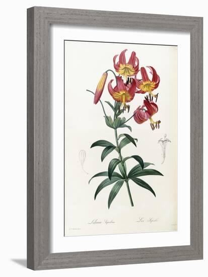 Lilium Superbum, 1805-1816-Pierre-Joseph Redouté-Framed Giclee Print