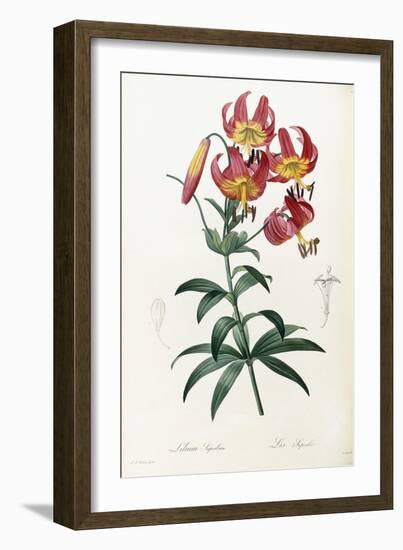 Lilium Superbum, 1805-1816-Pierre-Joseph Redouté-Framed Giclee Print