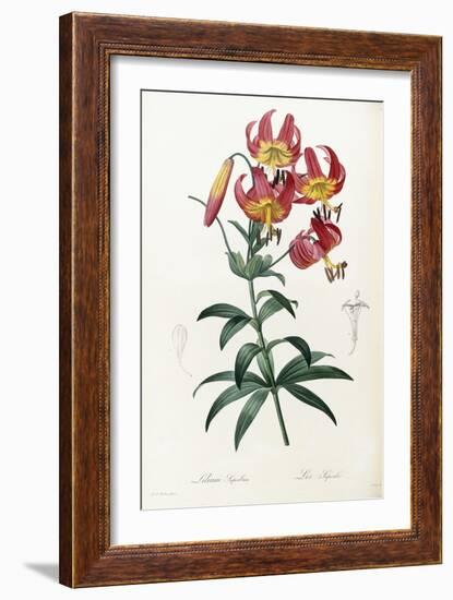 Lilium Superbum, 1805-1816-Pierre-Joseph Redouté-Framed Giclee Print