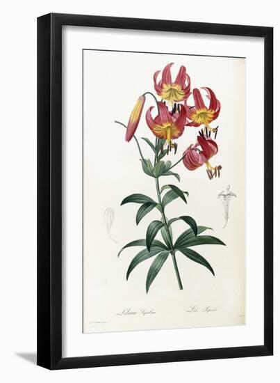 Lilium Superbum, 1805-1816-Pierre-Joseph Redouté-Framed Giclee Print