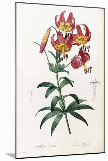 Lilium Superbum, 1805-1816-Pierre-Joseph Redouté-Mounted Giclee Print