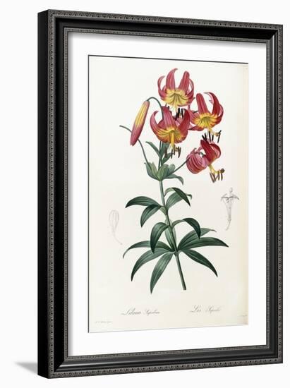 Lilium Superbum, 1805-1816-Pierre-Joseph Redouté-Framed Giclee Print