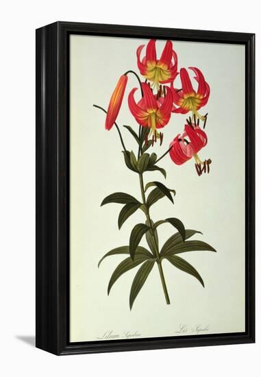 Lilium Superbum, from `Les Liliacees', 1805-Pierre-Joseph Redouté-Framed Premier Image Canvas