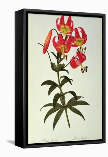 Lilium Superbum, from `Les Liliacees', 1805-Pierre-Joseph Redouté-Framed Premier Image Canvas