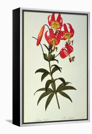 Lilium Superbum, from `Les Liliacees', 1805-Pierre-Joseph Redouté-Framed Premier Image Canvas