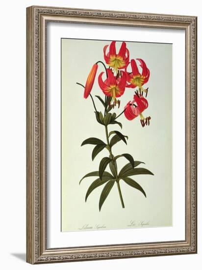 Lilium Superbum, from `Les Liliacees', 1805-Pierre-Joseph Redouté-Framed Giclee Print