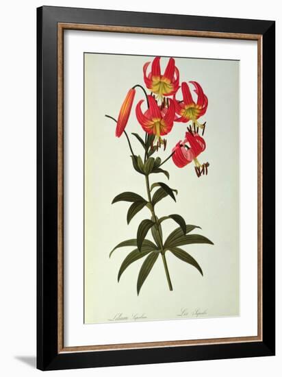 Lilium Superbum, from `Les Liliacees', 1805-Pierre-Joseph Redouté-Framed Giclee Print