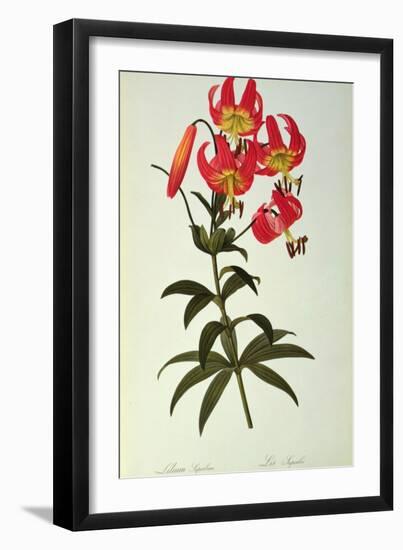 Lilium Superbum, from `Les Liliacees', 1805-Pierre-Joseph Redouté-Framed Giclee Print