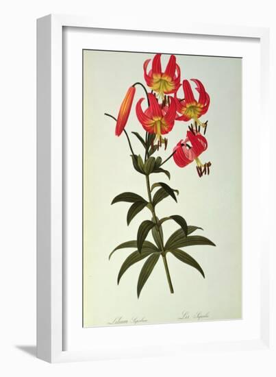 Lilium Superbum, from `Les Liliacees', 1805-Pierre-Joseph Redouté-Framed Giclee Print