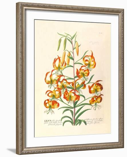 Lilium-Georg Dionysius Ehret-Framed Premium Giclee Print