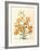 Lilium-Georg Dionysius Ehret-Framed Premium Giclee Print