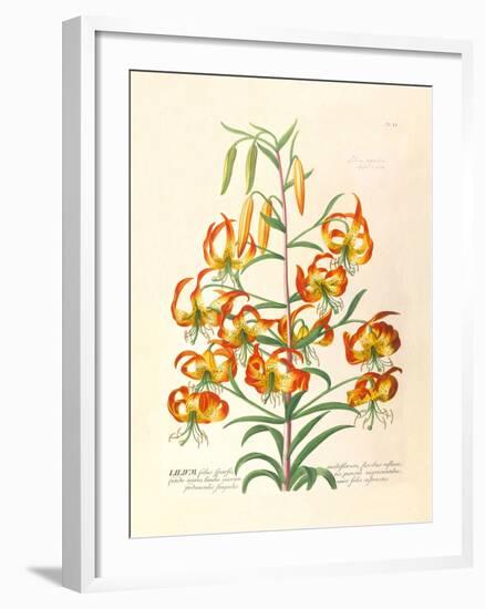 Lilium-Georg Dionysius Ehret-Framed Premium Giclee Print