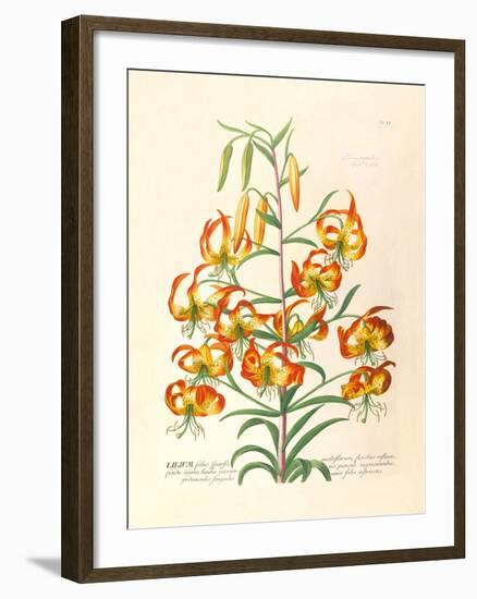 Lilium-Georg Dionysius Ehret-Framed Premium Giclee Print