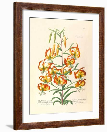 Lilium-Georg Dionysius Ehret-Framed Premium Giclee Print