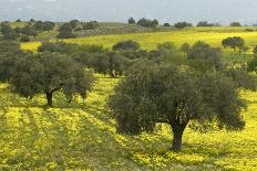 Olive Trees with by Yellow Bermuda Buttercups (Oxalis Pes Caprae) Kaplika, Northern Cyprus, April-Lilja-Mounted Photographic Print