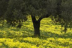 Olive Trees with by Yellow Bermuda Buttercups (Oxalis Pes Caprae) Kaplika, Northern Cyprus, April-Lilja-Photographic Print