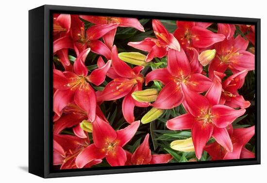 Lillies Anyone-Herb Dickinson-Framed Premier Image Canvas