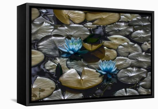 Lillies-#N/A #N/A-Framed Premier Image Canvas