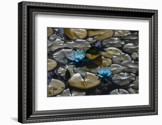 Lillies-#N/A #N/A-Framed Photographic Print