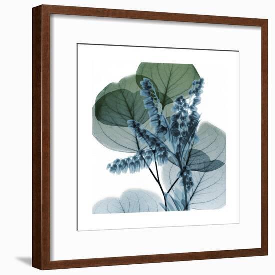 Lilly of Eucalyptus 2-Albert Koetsier-Framed Premium Giclee Print