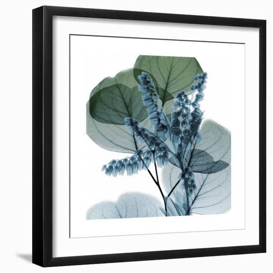 Lilly of Eucalyptus 2-Albert Koetsier-Framed Premium Giclee Print