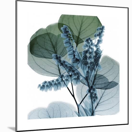 Lilly of Eucalyptus 2-Albert Koetsier-Mounted Premium Giclee Print