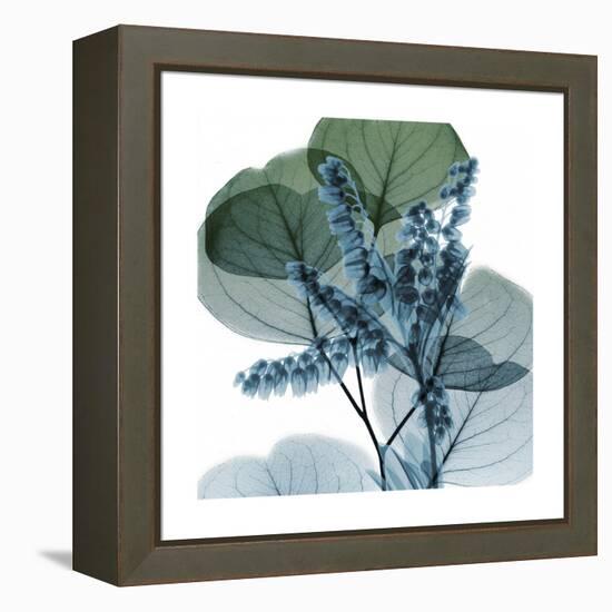 Lilly of Eucalyptus 2-Albert Koetsier-Framed Stretched Canvas