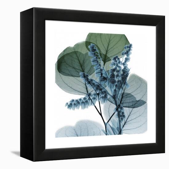 Lilly of Eucalyptus 2-Albert Koetsier-Framed Stretched Canvas