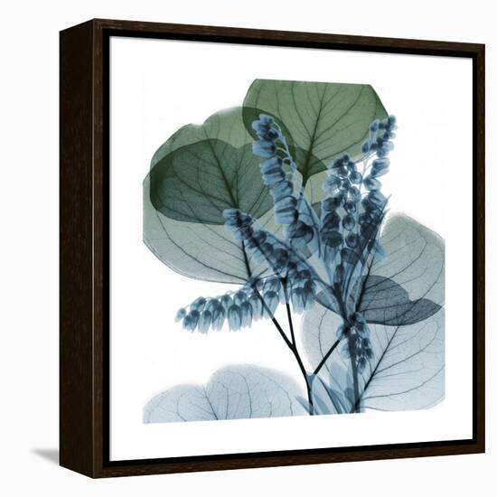 Lilly of Eucalyptus 2-Albert Koetsier-Framed Stretched Canvas