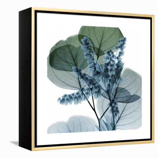 Lilly of Eucalyptus 2-Albert Koetsier-Framed Stretched Canvas