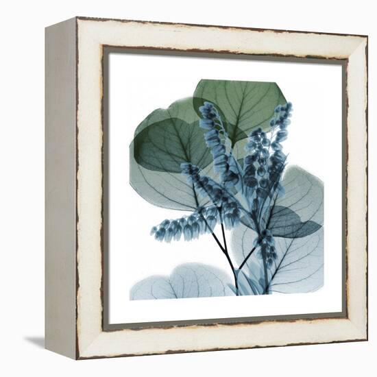 Lilly of Eucalyptus 2-Albert Koetsier-Framed Stretched Canvas