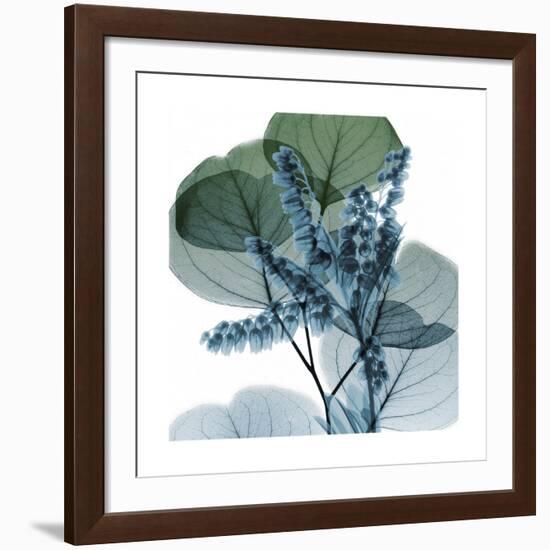 Lilly of Eucalyptus 2-Albert Koetsier-Framed Giclee Print
