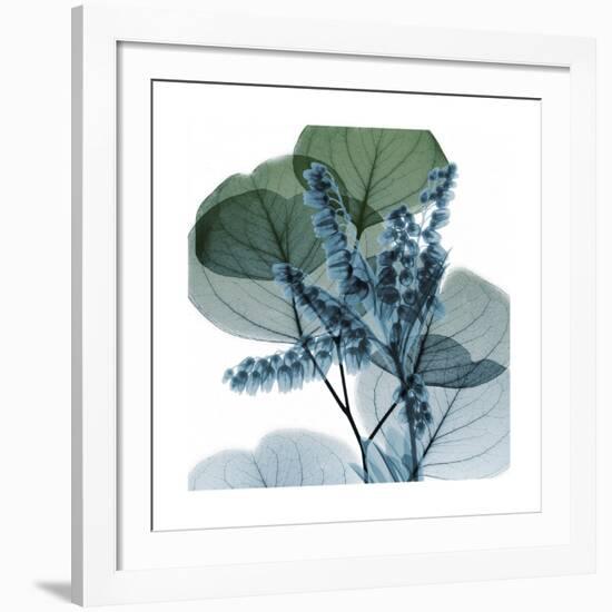 Lilly of Eucalyptus 2-Albert Koetsier-Framed Giclee Print