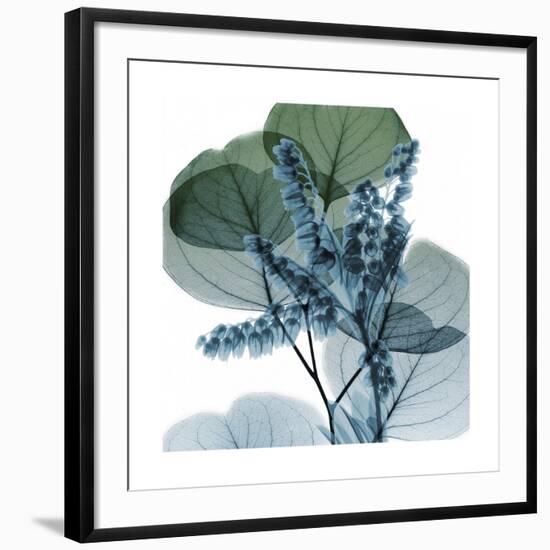 Lilly of Eucalyptus 2-Albert Koetsier-Framed Giclee Print