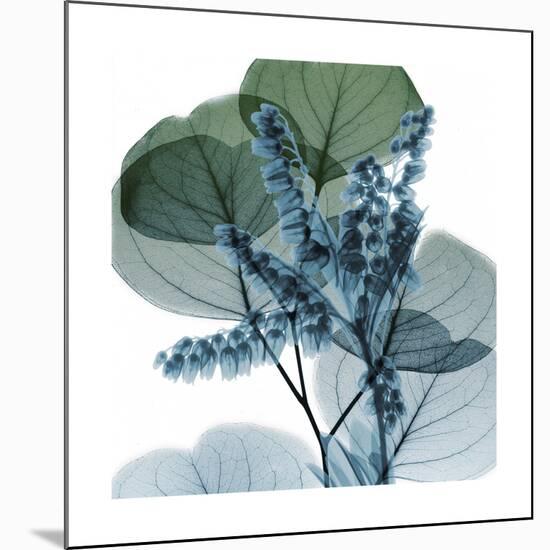 Lilly of Eucalyptus 2-Albert Koetsier-Mounted Giclee Print