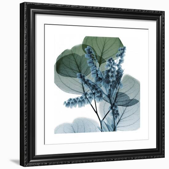 Lilly of Eucalyptus 2-Albert Koetsier-Framed Giclee Print