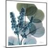 Lilly Of Eucalyptus-Albert Koetsier-Mounted Art Print