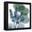 Lilly of Eucalyptus-Albert Koetsier-Framed Stretched Canvas