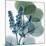 Lilly of Eucalyptus-Albert Koetsier-Mounted Premium Giclee Print