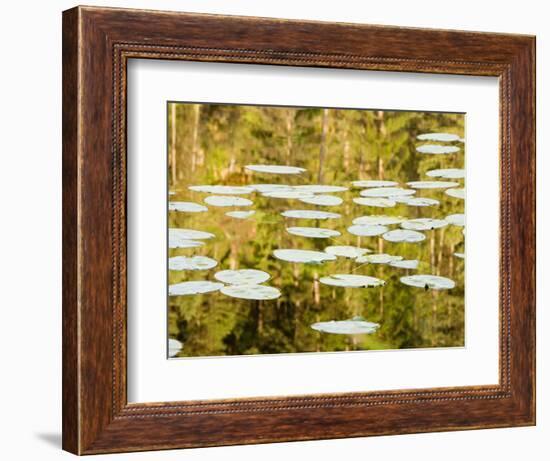 Lilly Pads Reflect in Lake in the Flathead National Forest, Montana, USA-Chuck Haney-Framed Photographic Print