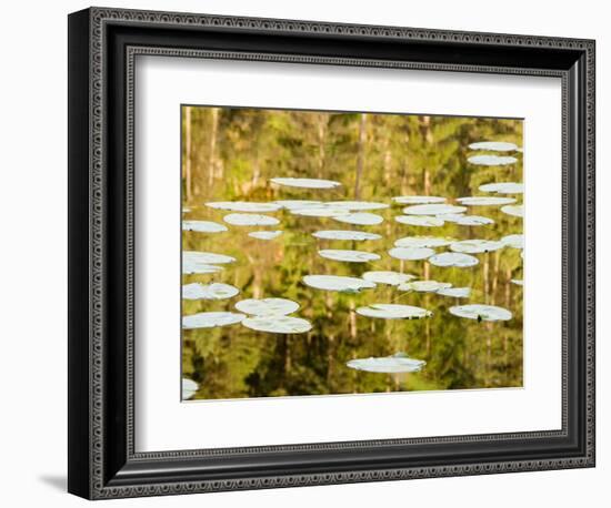 Lilly Pads Reflect in Lake in the Flathead National Forest, Montana, USA-Chuck Haney-Framed Photographic Print