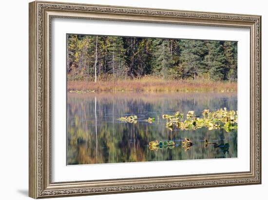 Lilly Pads Reflected in Lake-Latitude 59 LLP-Framed Photographic Print