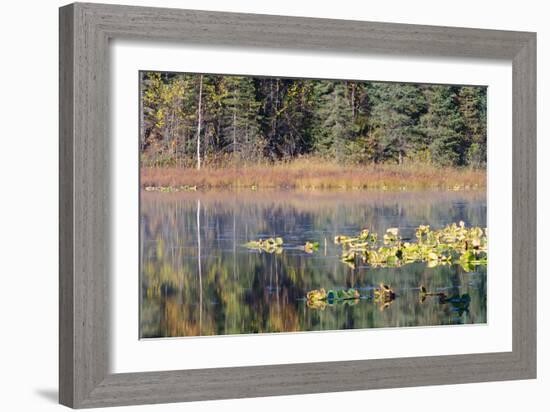 Lilly Pads Reflected in Lake-Latitude 59 LLP-Framed Photographic Print